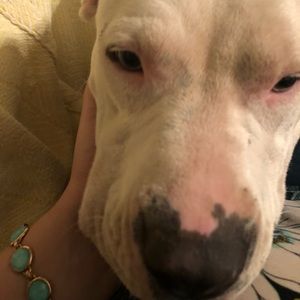 Meet your Posher, Estibalis